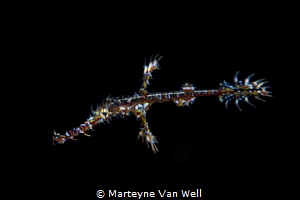Ornate ghost pipefish on night dive - taken with a Canon ... by Marteyne Van Well 